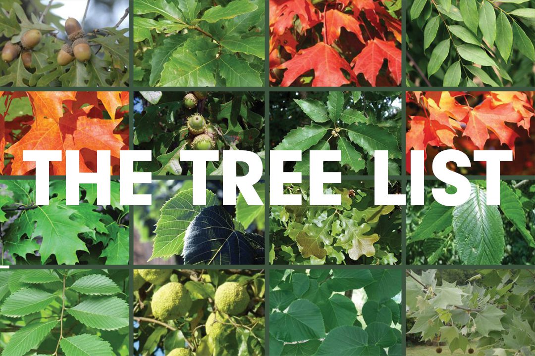 An image collage of closeups of different trees' leaves with the words "The Tree List" written in white.