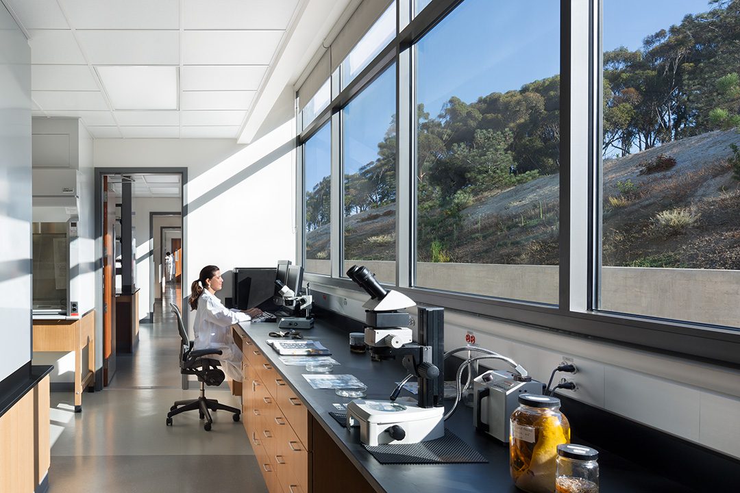 Image of a scientist in laboratory looking out the large windows letting in an abundance of natural daylight