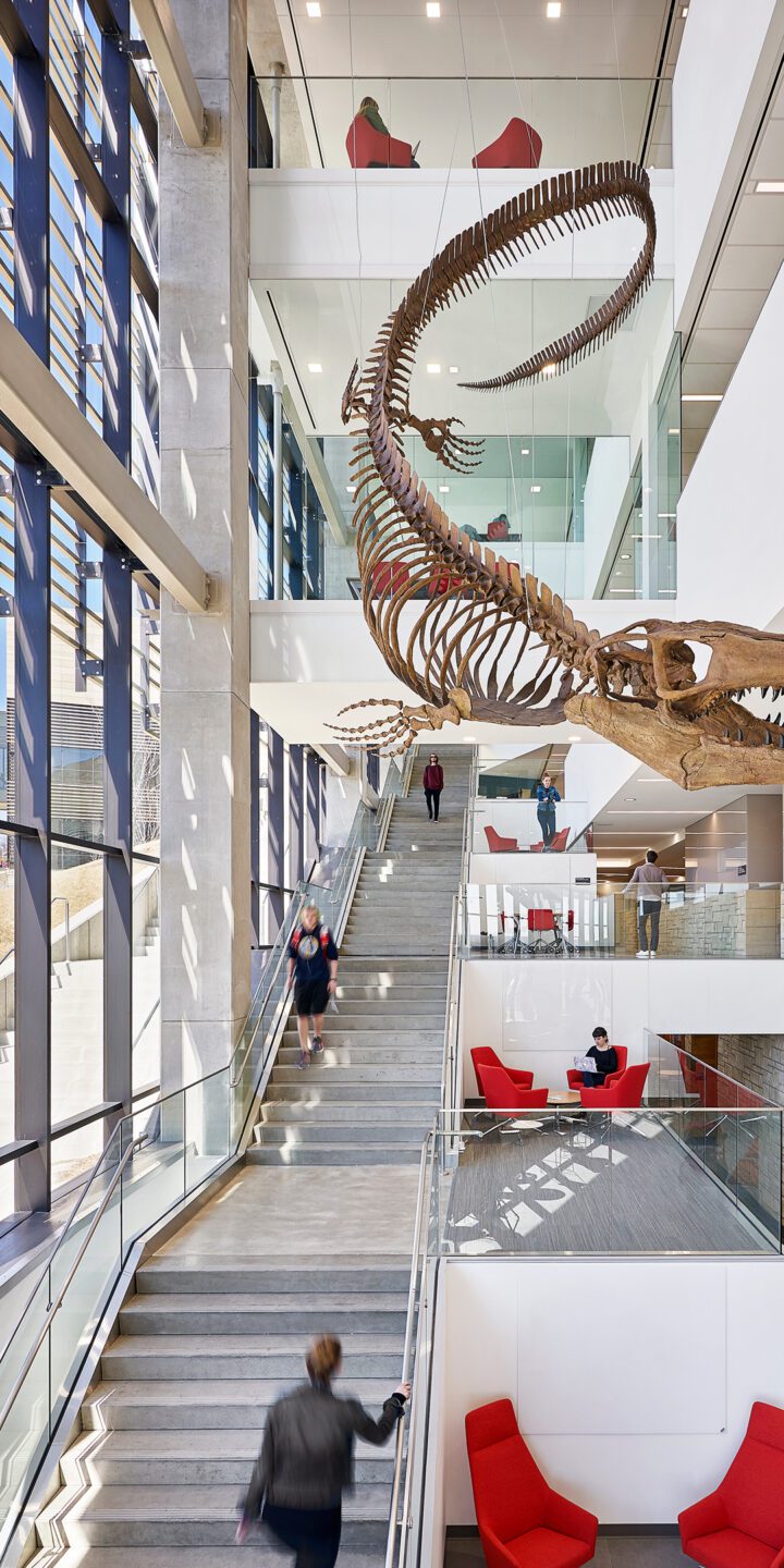 Image of the interior central circulation connecting three levels with a prominent A 45-foot-long mosasaur fossil hanging from the Slawson Hall atrium.